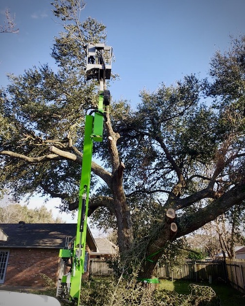 5 Signs of Tree Danger: How to Inspect Your Trees for Safety